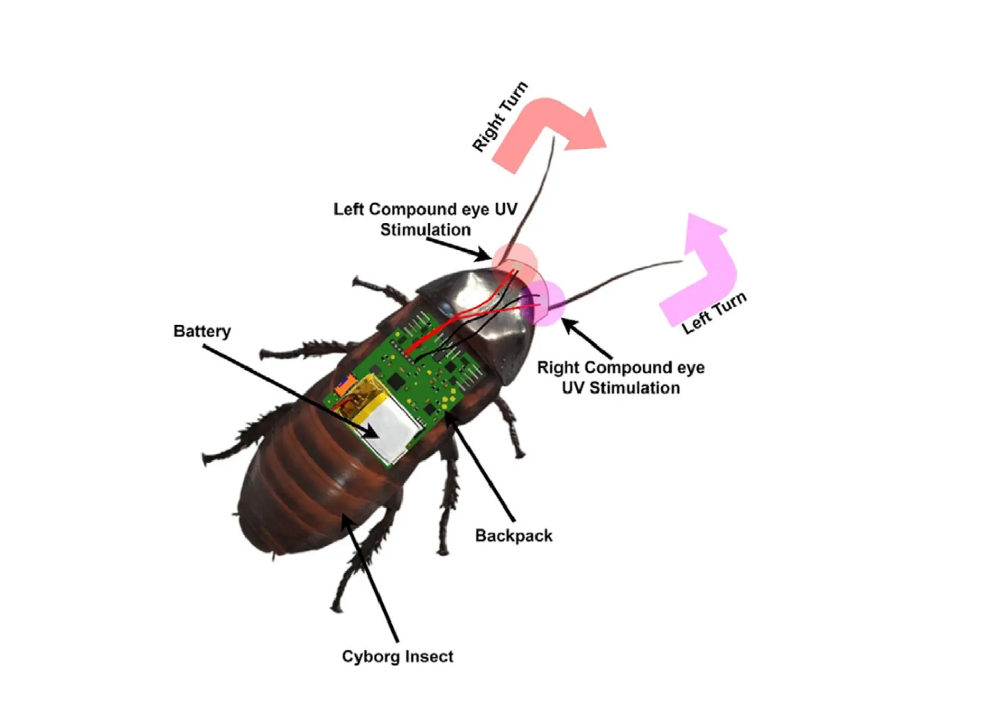 Киборг-насекомое, аккуратно помеченное УФ-шлемом.