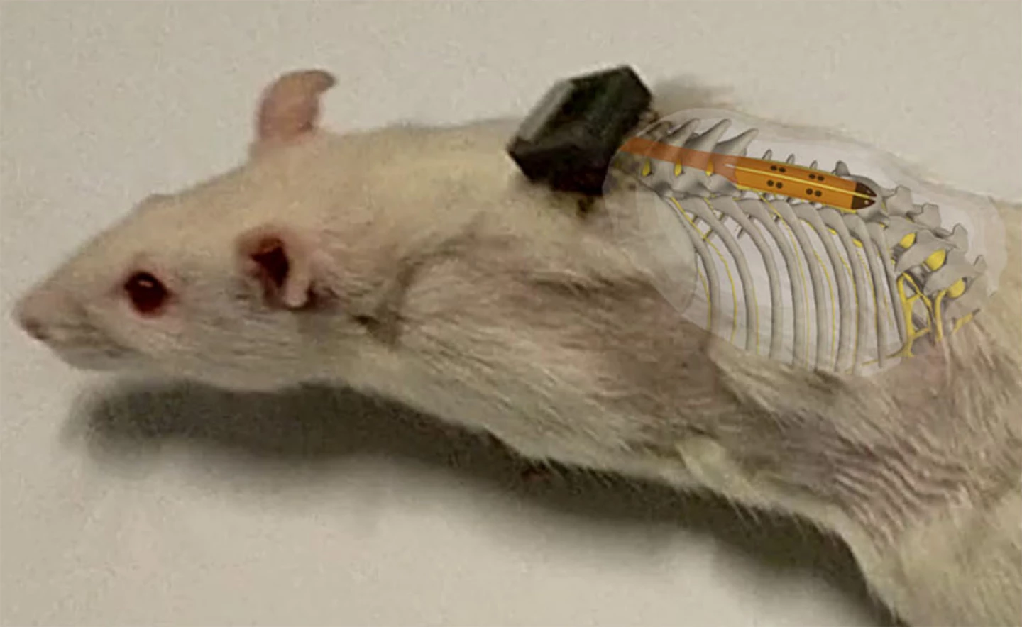 Визуализация имплантата спинного мозга, внедренного субдурально в крысу.