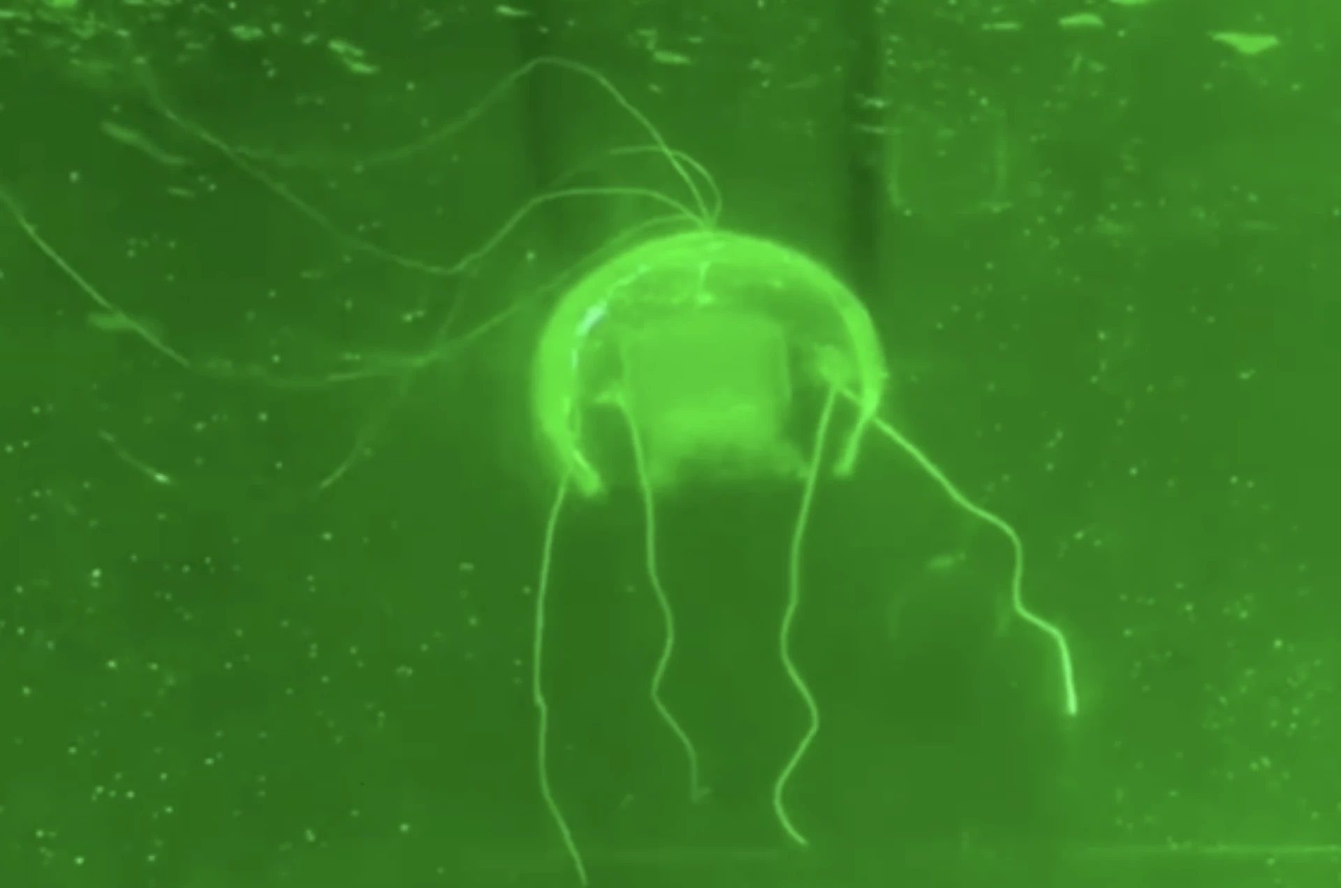 «Подводный призрак» на выставке.