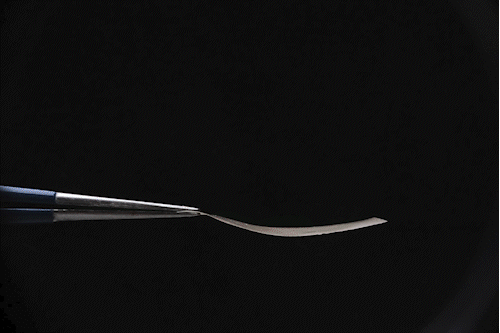 Пленка обратимо реагирует на влагу и может использоваться для датчиков влажности на биологической основе.