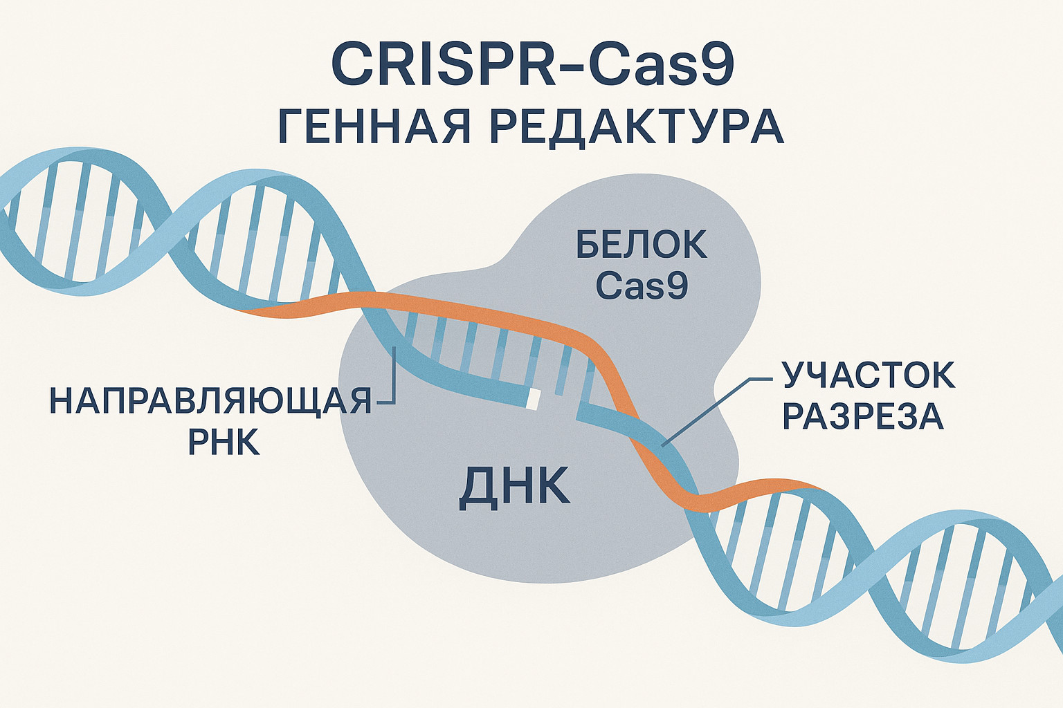 Схема работы CRISPR-Cas9 на русском языке: направляющая РНК направляет белок Cas9 к участку ДНК, где происходит разрез