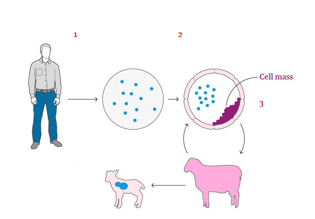 Создание химер из клеток человека и овцы