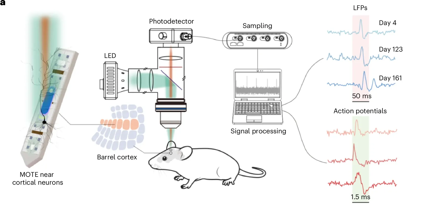 Обзор системы, в которой MOTE имплантирован в бодрствующий мозг мыши для хронической записи нейронной активности in vivo — входящий свет питает MOTE, а MOTE, в свою очередь, испускает импульсы PPM, передающие записанные данные.