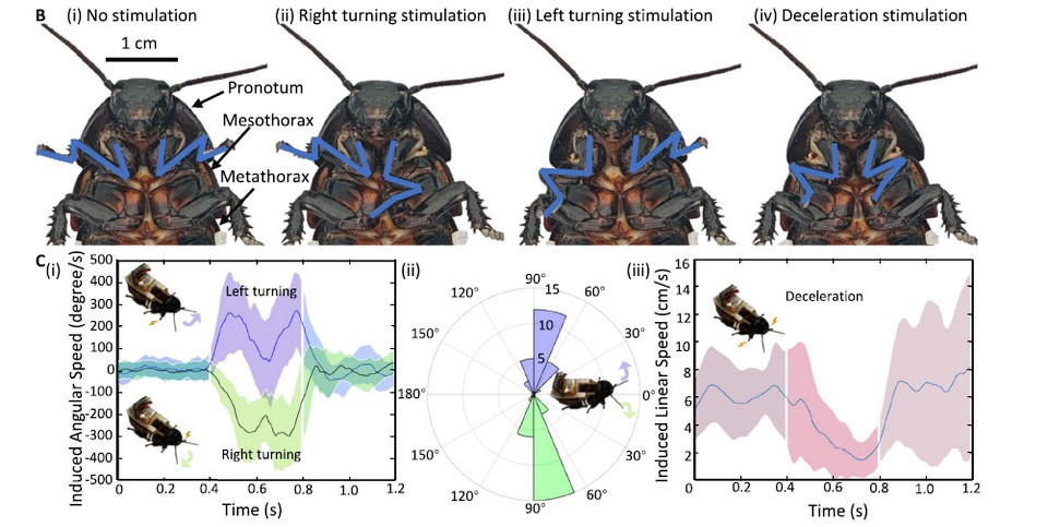 Реакции лап насекомого на электрическую стимуляцию.