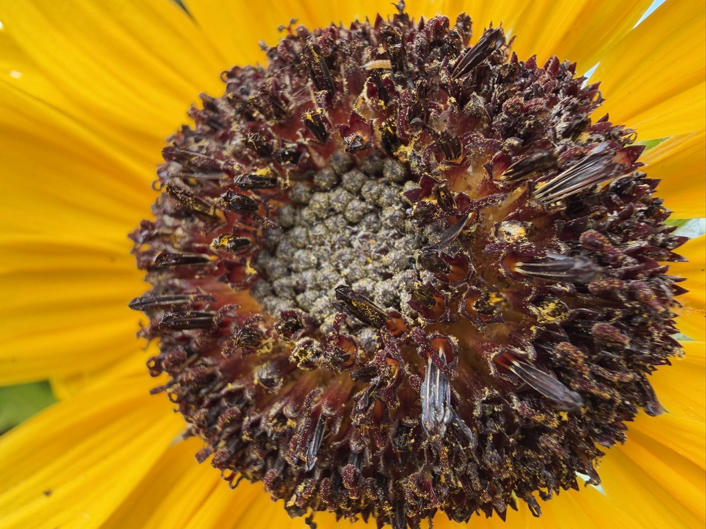 Режим Макро