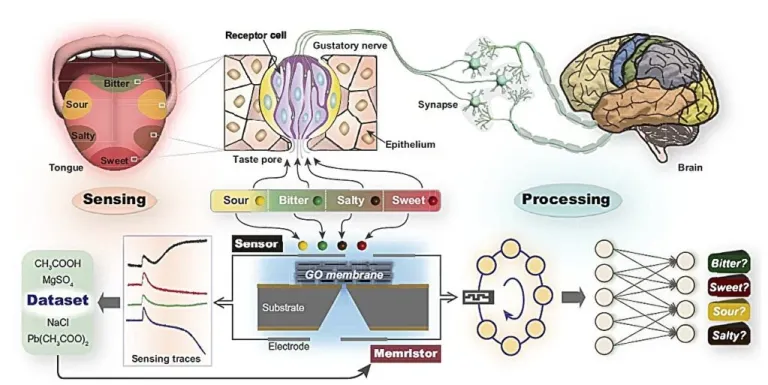 Концептуальная схема, показывающая, как искусственный язык на основе графена имитирует вкус человека, воспринимая химические сигналы и обрабатывая их с помощью системы машинного обучения для определения сладкого, солёного, кислого и горького вкусов.
