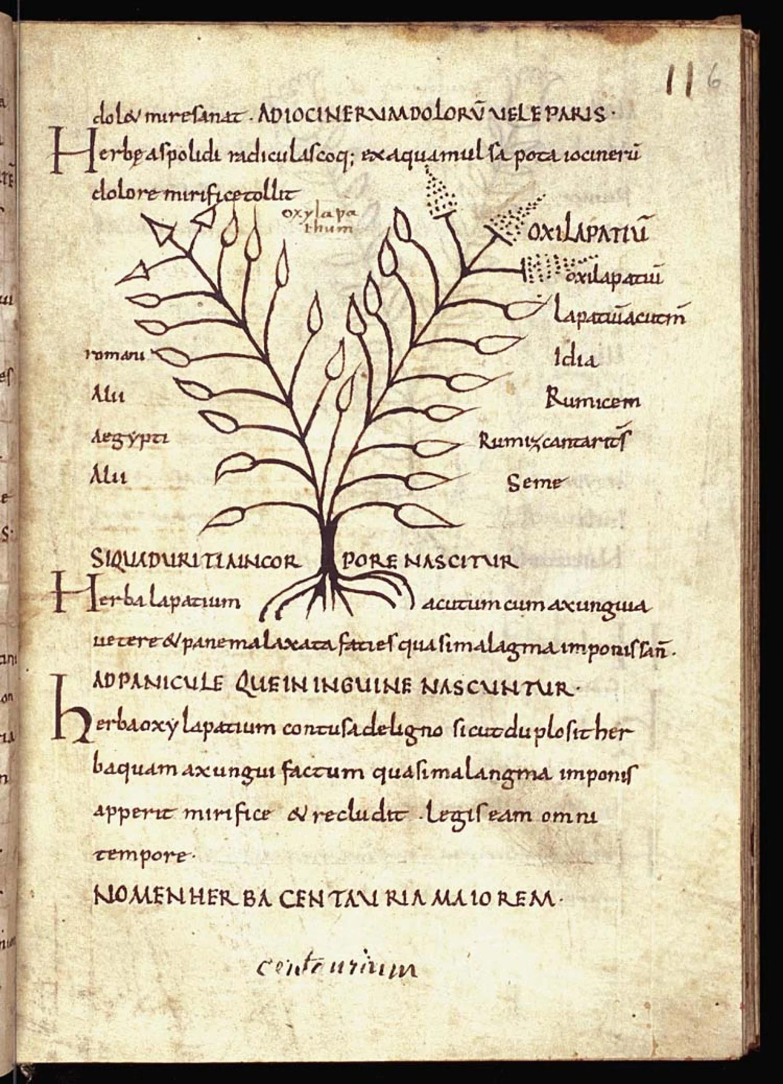Изображение щавеля лекарственного и описание его медицинского применения из коллекции различных трав в Гааге, Музей Меерманно, Ms 10.D.7, лист 6, лицевая сторона.