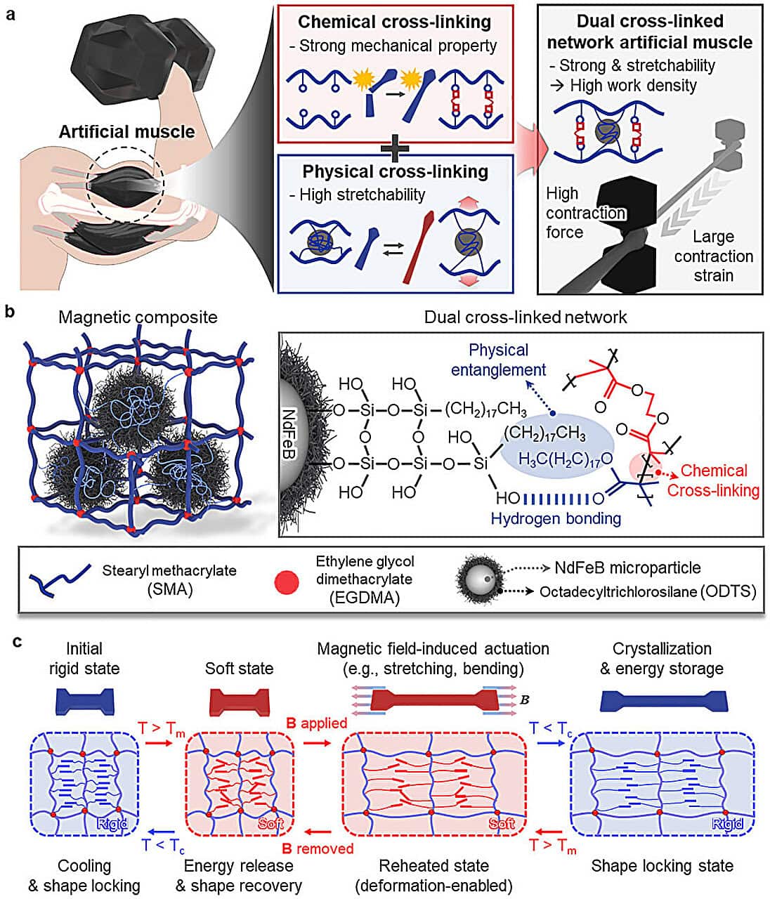 Схематическое изображение, иллюстрирующее стратегию двойной сшивки и термомеханический механизм приведения в действие магнитных искусственных мышц.