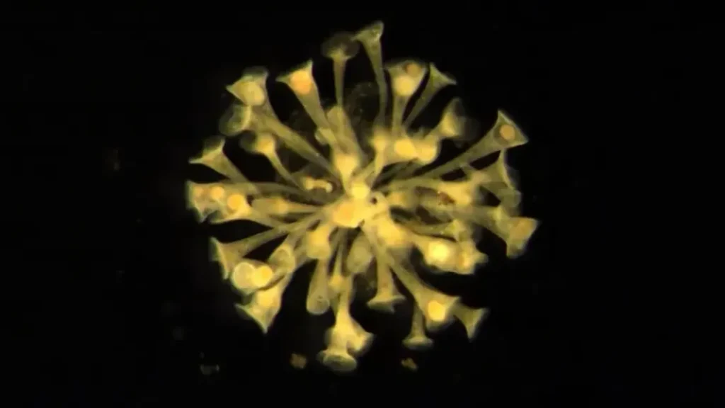 Выдвинута новая гипотеза о зарождении многоклеточной жизни