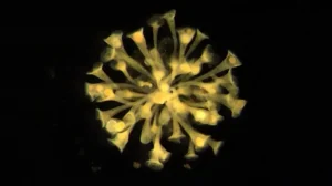 Выдвинута новая гипотеза о зарождении многоклеточной жизни