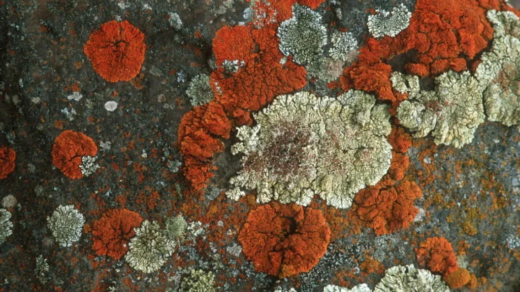Земные лишайники могут выжить на Красной планете