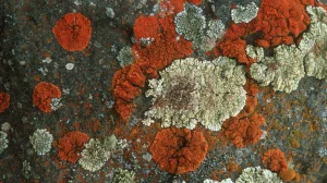 Земные лишайники могут выжить на Красной планете