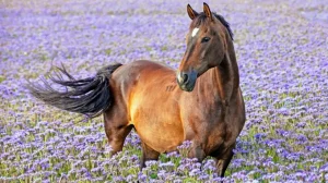 Искусственный интеллект научили переводить с лошадиного языка