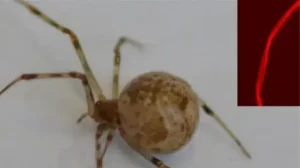 CRISPR-пауки: ученые впервые изменили ДНК пауков и получили светящийся шелк