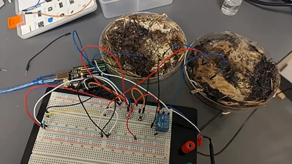 Ученые создали компьютерную память из обычных грибов