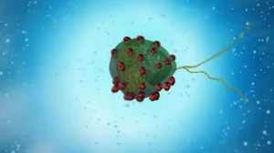 Ученые превратили водоросли в медицинских роботов