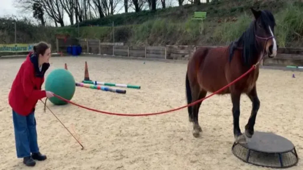 Роботы-терапевты: как машины учатся помогать людям, как лошади