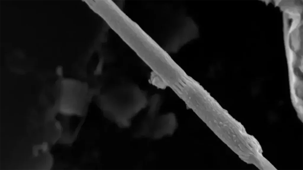 Ученые обнаружили новый вид бактерий, проводящих электричество