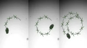 Ученые создали биороботов из клеток легких человека