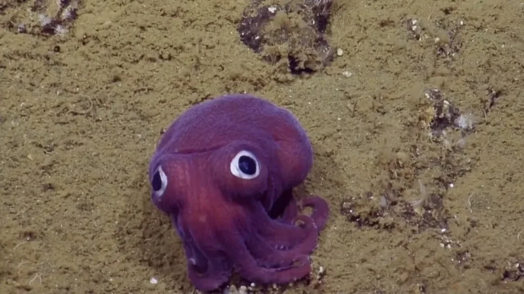 Чудеса с морского дна: редкие находки американских биологов