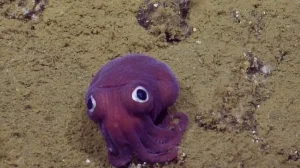 Чудеса с морского дна: редкие находки американских биологов