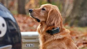 Этот поводок освободит ваши руки, а собака не сможет в нем запутаться