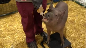 Илон Маск продемонстрировал прототип мозгового импланта на свиньях