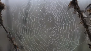 Искусственно созданные бактерии станут источником сверхпрочного материала