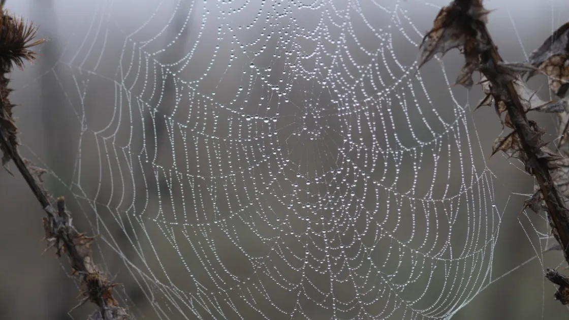 Искусственно созданные бактерии станут источником сверхпрочного материала