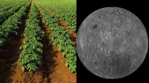 Китайцы посадят картошку на Луне