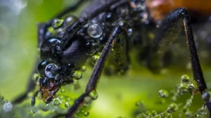 Любой смартфон можно превратить в микроскоп