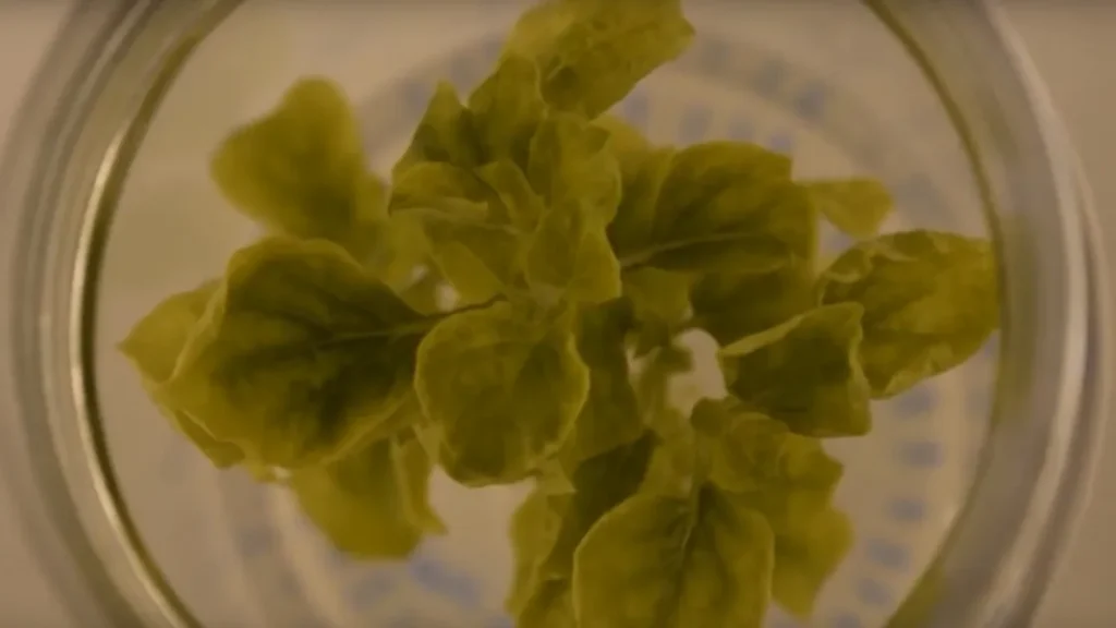 Люминисцентный табак выращен в Китае