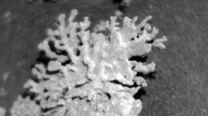 Марсианский коралл: необычная находка Curiosity в кратере Гейла