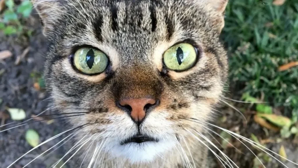 Моделирование усов дает понимание механизмов осязания у млекопитающих