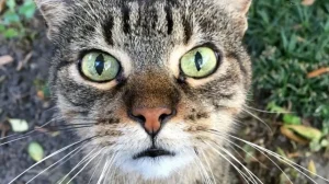 Моделирование усов дает понимание механизмов осязания у млекопитающих