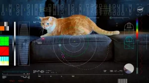 NASA передало из глубокого космоса видео с котиком в формате Ultra-HD