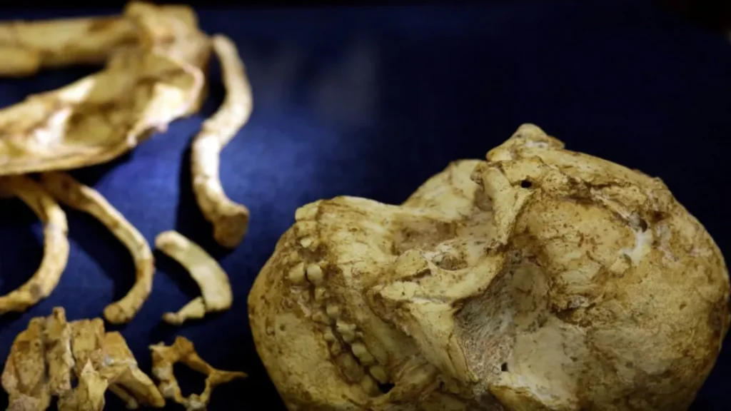 Наш предок возрастом 3,67 млн лет