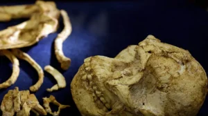 Наш предок возрастом 3,67 млн лет