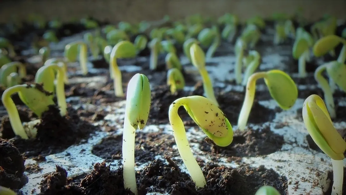 Пентагон планирует использовать «растения-шпионы»