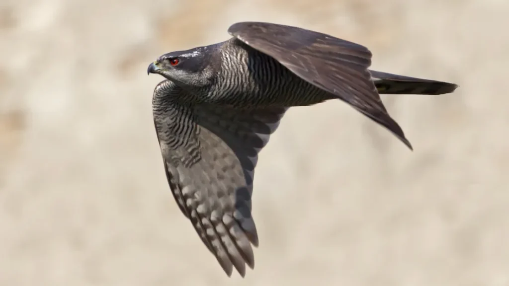 Посмотрите, как ястреб пролетает сквозь отверстия