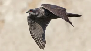 Посмотрите, как ястреб пролетает сквозь отверстия