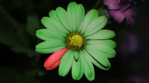 Прощай ICQ — самый известный мессенджер прекратил свою работу