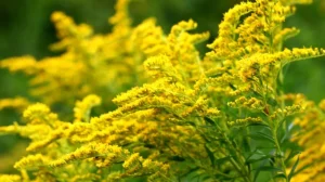 Растения умнее, чем мы думаем — у Золотарника нашли признаки интеллекта