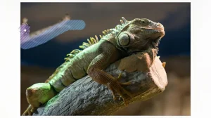 Теперь генерировать изображения сможет даже Paint