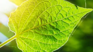 Ученые смогли создать основу для топливных фабрик будущего