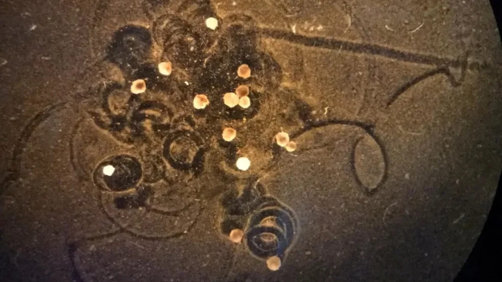 Xenobots 2.0: ученые создают новое поколение живых роботов