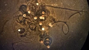 Xenobots 2.0: ученые создают новое поколение живых роботов