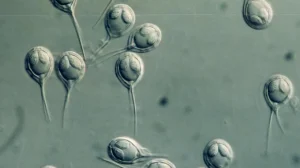 Жизнь без кислорода — найдено первое животное без митохондриального ДНК