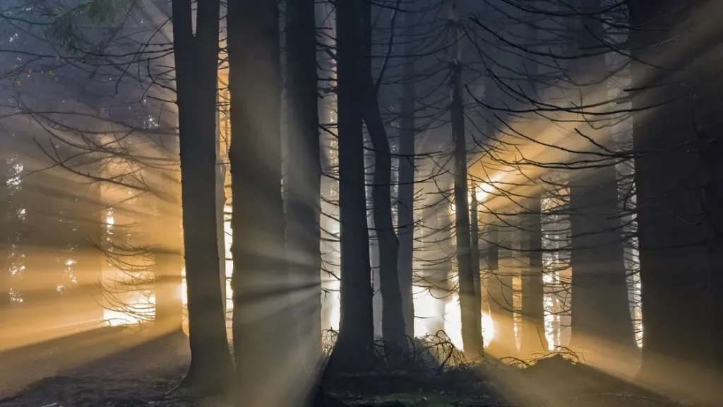 Лесной телеграф: как деревья предупреждают друг друга об опасности