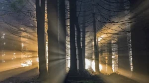 Лесной телеграф: как деревья предупреждают друг друга об опасности